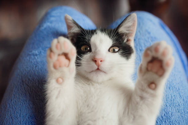 Picture for category Feline